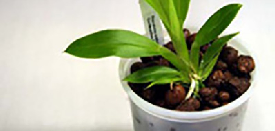 Semi-hydroponic Orchid Growing - American Orchid Society